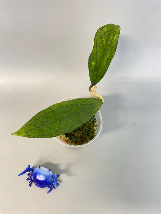 Hoya Jennifer - active growth