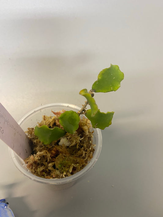 Hoya kanyakumariana - has roots