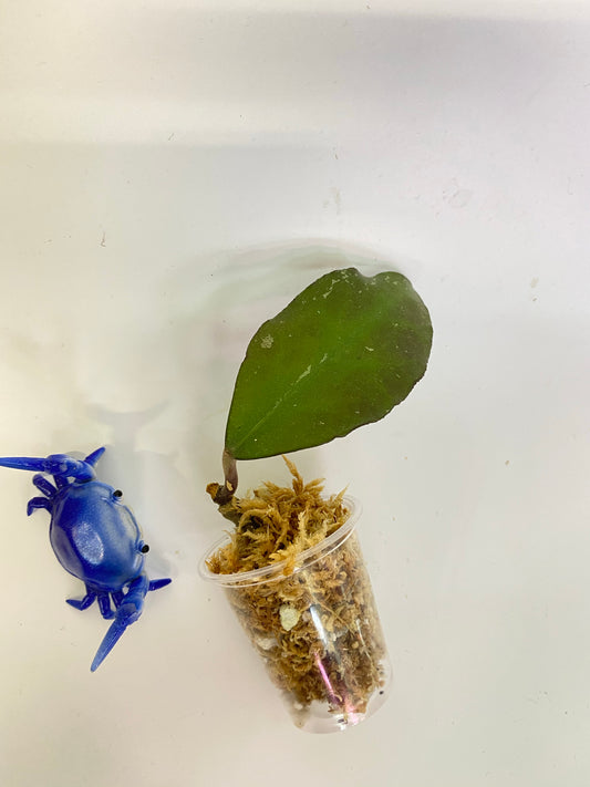 Hoya waymaniae borneo - unrooted