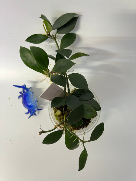 Hoya sipitangensis - 1 cutting - active growth