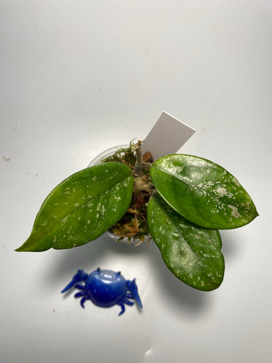 Hoya carnosa Wilbur graves - active growth