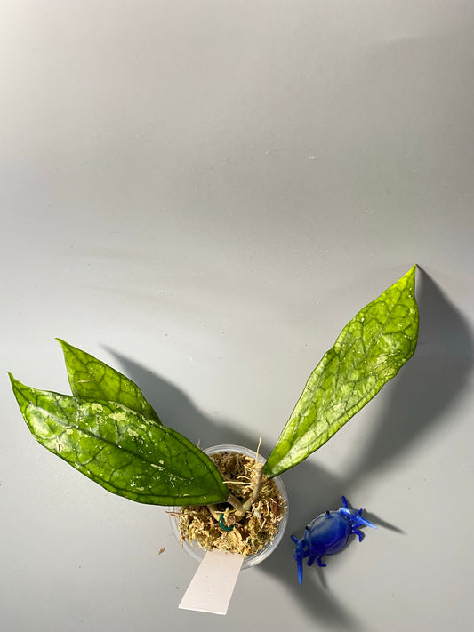 Hoya Germany - starting to root