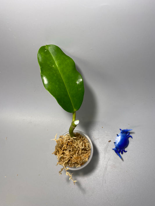 Hoya imperialis Palawan - Unrooted