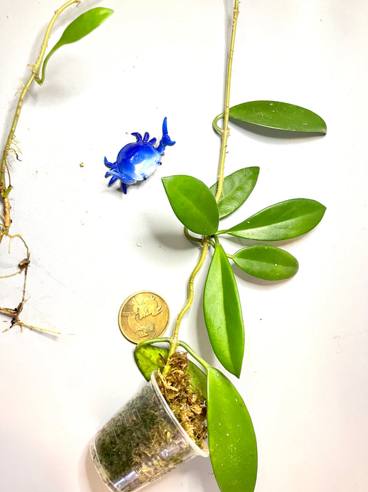 Hoya griffithii - active growth