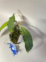 Hoya kalimantan - has roots