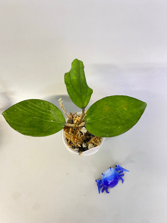 Hoya PMP 176 - joy x Jennifer - has some roots