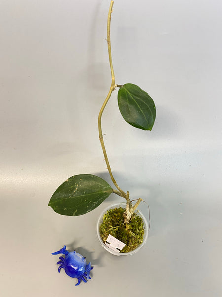 Hoya BP01 - has some roots