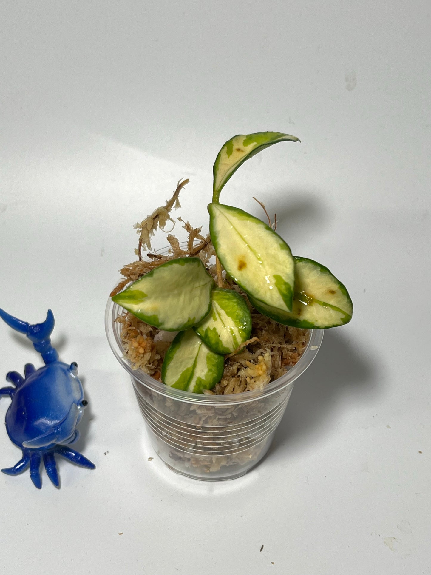 Hoya heuschkeliana variegated - Unrooted