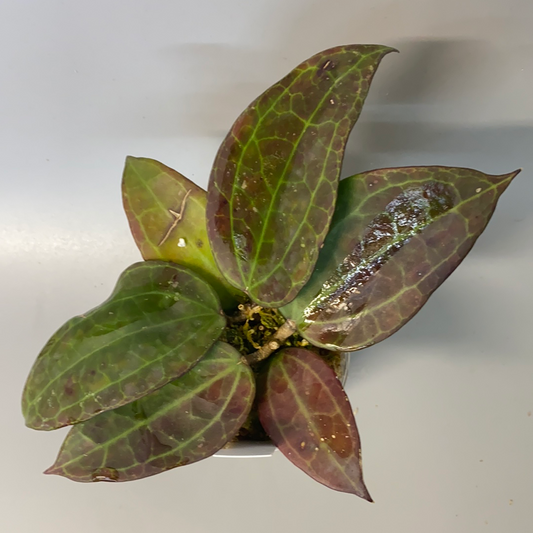 Reserved for Sidney - Hoya IV from WMZ - has some roots.