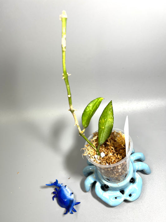 Hoya lacunosa big leaf - Unrooted