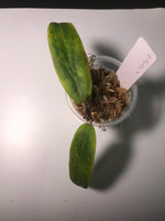 Hoya bordenii - with new growth