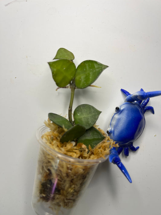 Hoya krohniana black - Unrooted