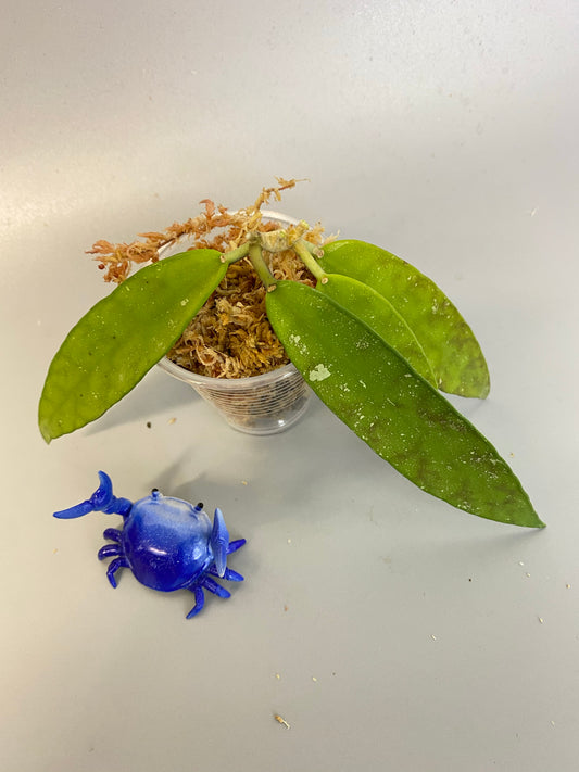 Hoya scortechinii pink UT001- Unrooted