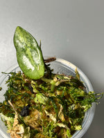 Hoya Silver lady (xiaojie 003) - starting to root