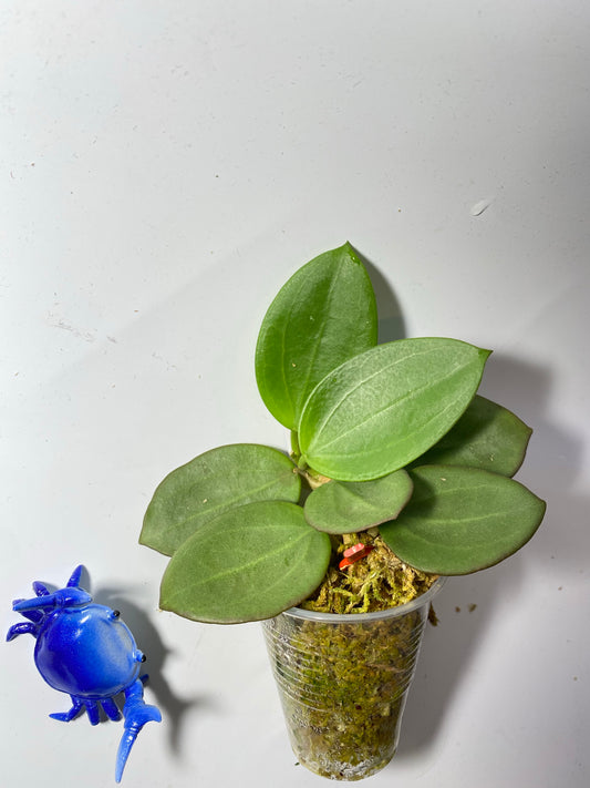 Hoya mb1414 (Christine x aldrichii) - starting to root