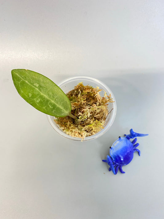 Hoya elliptica small leaf - starting to root