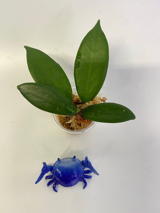 Hoya patella white - has some roots