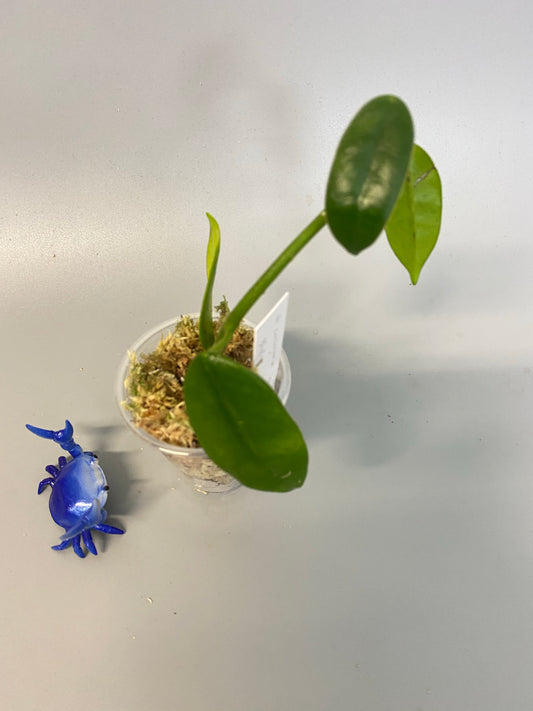 Hoya coronaria pink -has some roots