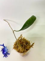 Hoya verticillata var hendersonii - unrooted