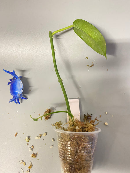 Hoya cv optimistic - active growth