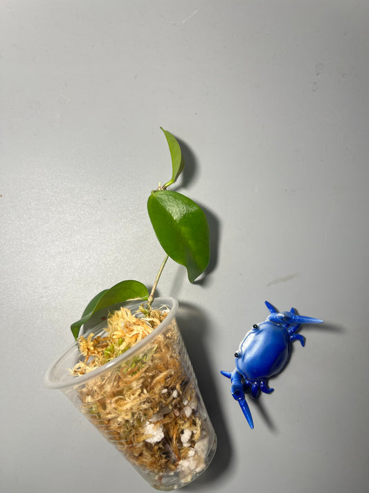 Hoya sp tenaru River - Unrooted