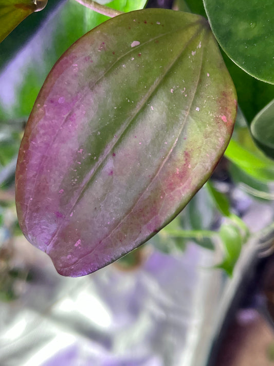 Hoya Rigida Nakhon - fresh 1 cut 1 node - unrooted