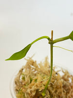 Hoya cominsii - starting to root