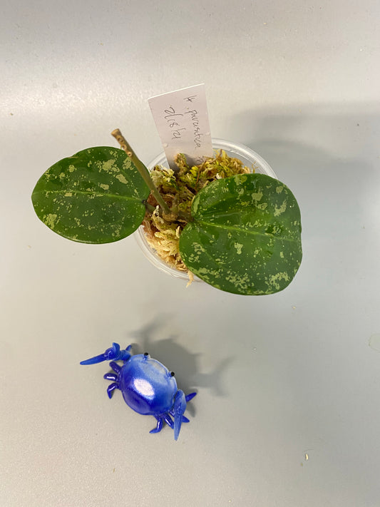 Hoya parasitica splash - starting to root