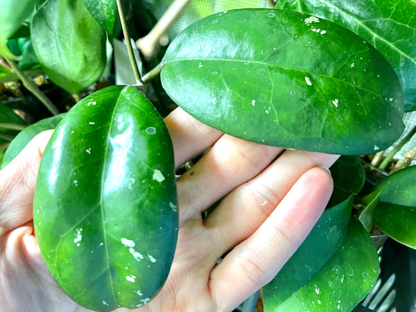 Hoya ‘perfection’ MB001 x ‘noelle’ - fresh cut 2 leaves / 1 node - unrooted