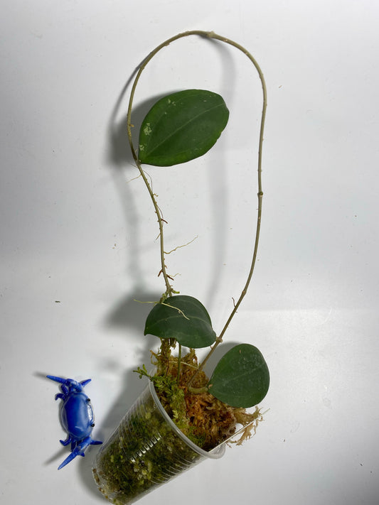 Hoya paulshirleyi - active growth