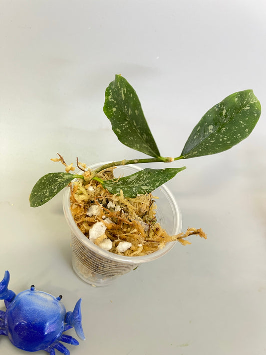 Hoya cystiantha with some splash - Unrooted