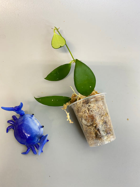 Hoya cv noona - starting to root