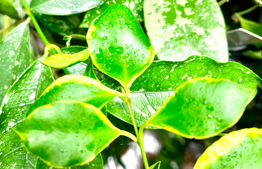 Hoya heuschkeliana albomarginata - Unrooted