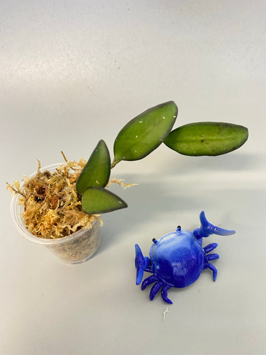 Hoya rosita - Unrooted