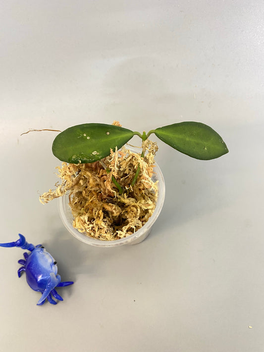 Hoya burtoniae - Unrooted free add-on