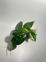 Hoya carnosa freckles splash - active growth