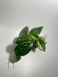 Hoya carnosa freckles splash - active growth
