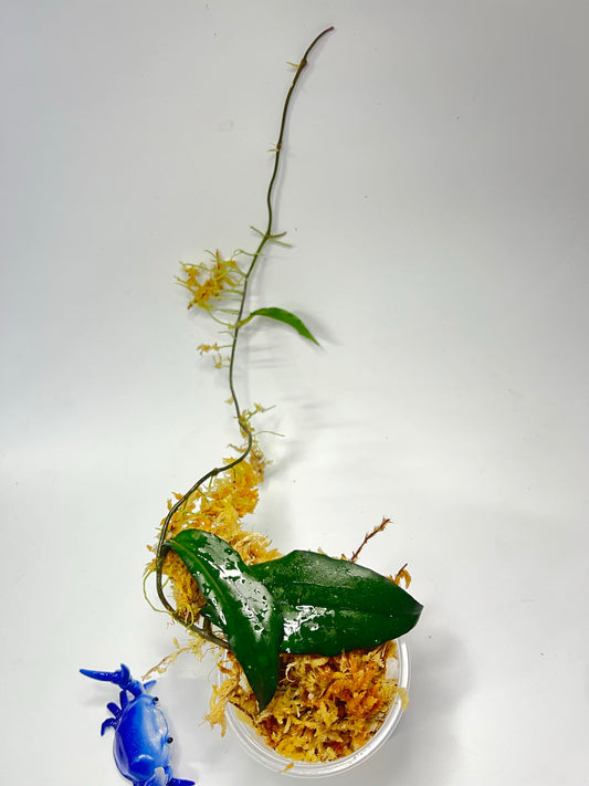 Hoya erythrina - unrooted