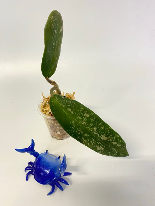 Hoya diversifolia crassipes - unrooted