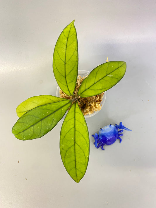 Hoya crassipetiolata - rooted