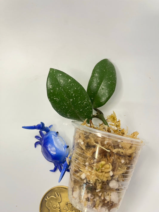 Hoya cv millie - Unrooted