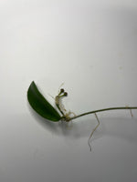 Hoya Lyi - has roots