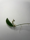 Hoya Lyi - has roots