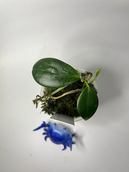 Hoya Hellwigiana - has some roots