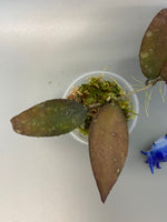 Hoya caudata Sumatra - Has roots