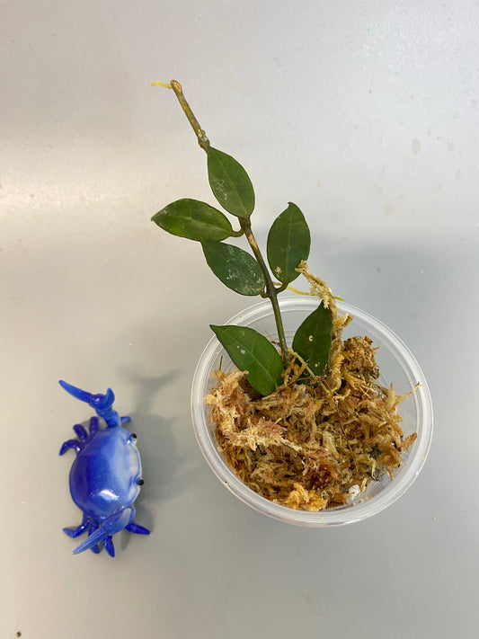 Hoya Rebecca - has some roots