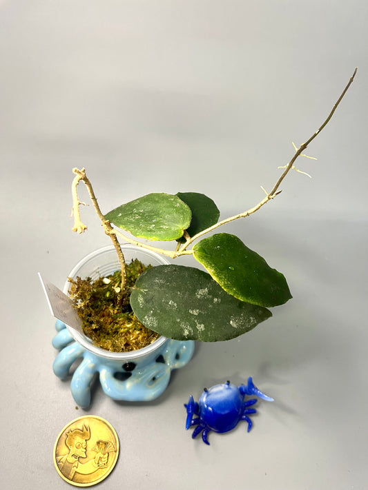 Hoya caudata big green leaf - active growth