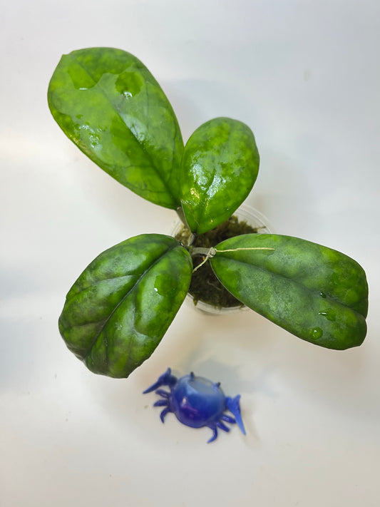 Hoya mutation from deykeae - has roots