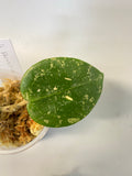 Hoya parasitica splash - starting to root