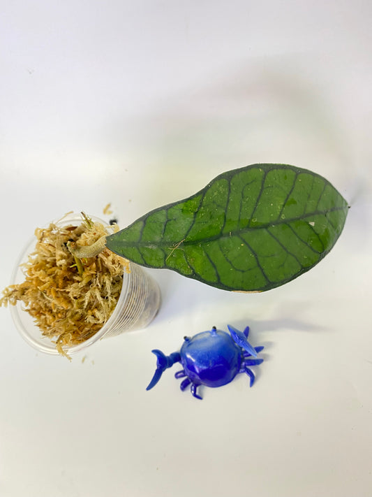 Hoya kalimantan - Unrooted